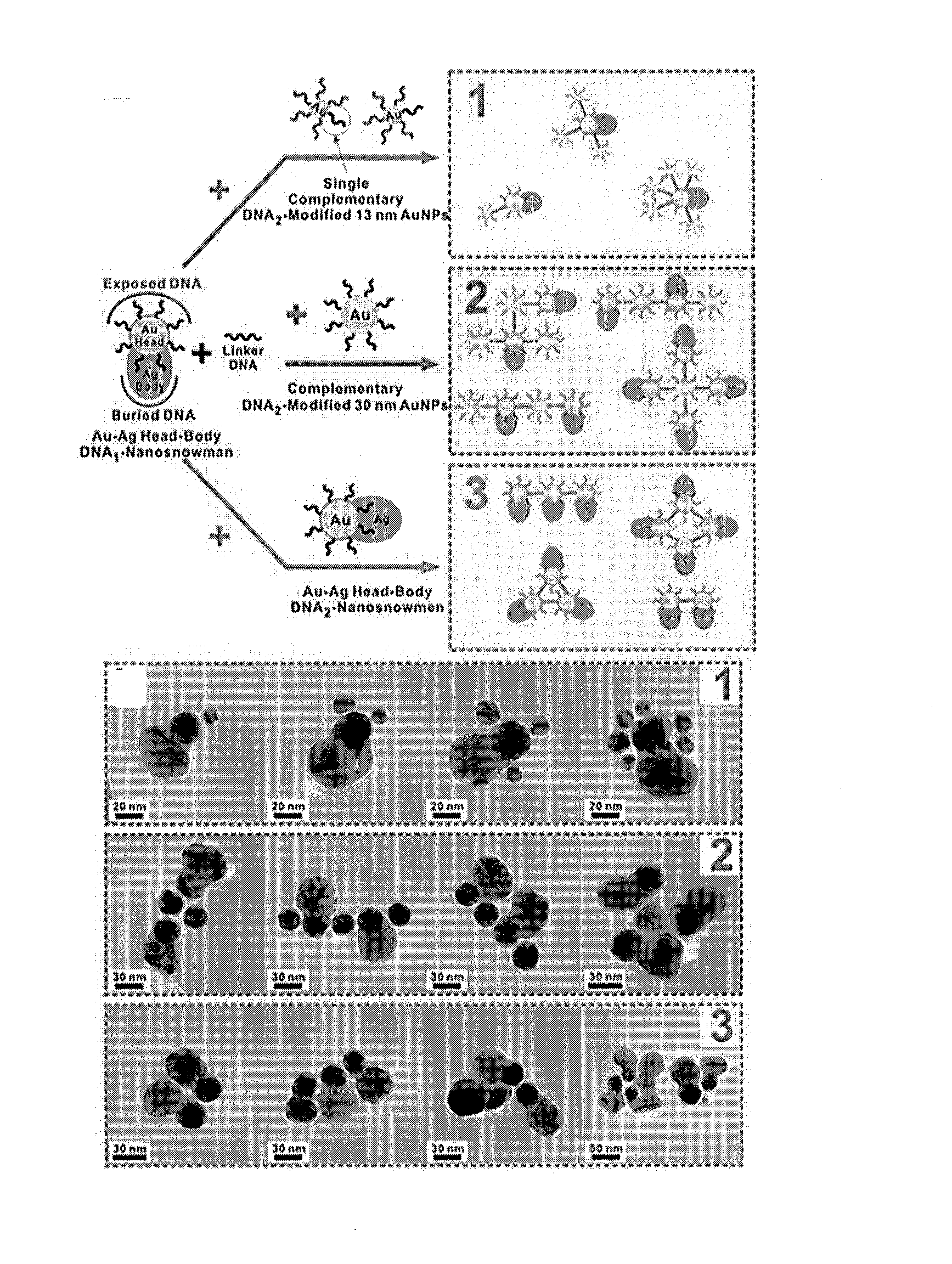 Nanoparticles in the shape of nanosnowman with a head part and a body part, a preparation method thereof and a detection method using the same