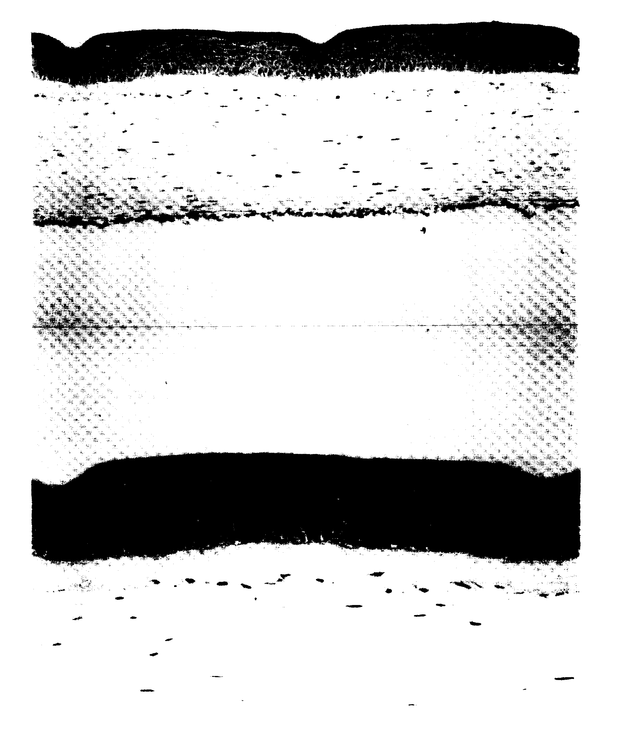 Biological Tissue Sheet, Method Of Forming The Same And Transplantation Method By Using The Sheet