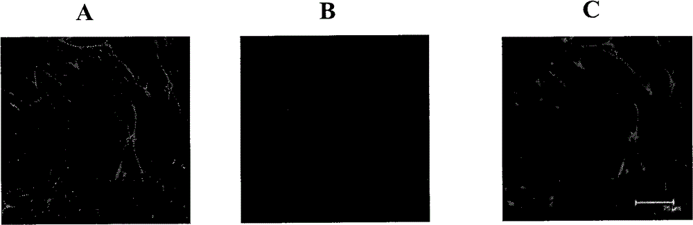 Neural stem cell capable of self-renewing, preparation method and application thereof