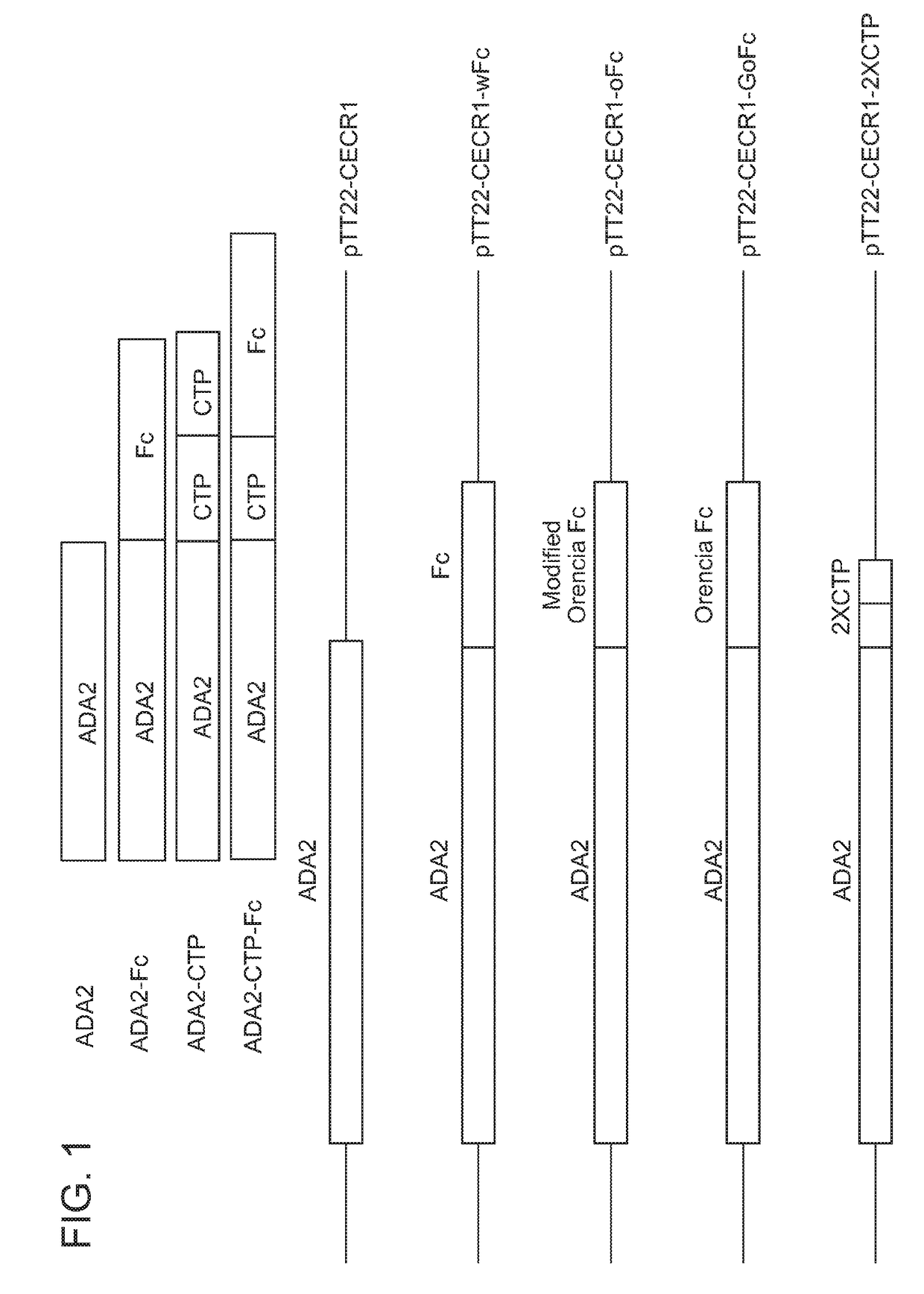 Recombinant human ada2 and ada2 fusion proteins and methods for treating ada2 deficiencies