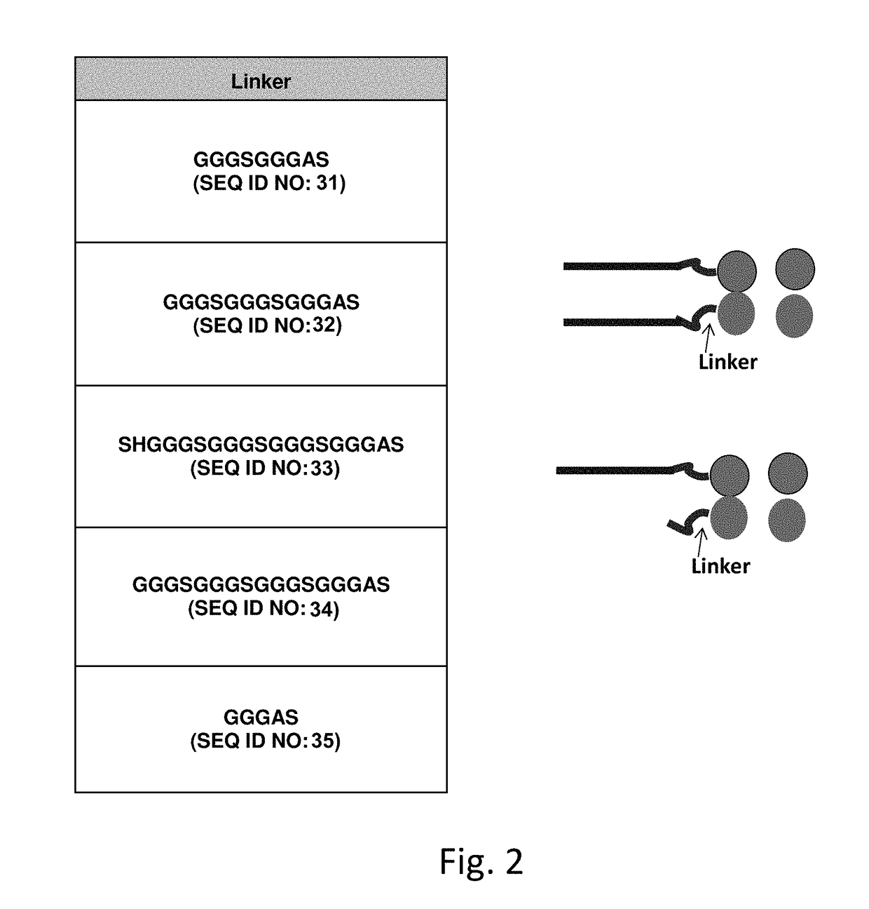 Recombinant human ada2 and ada2 fusion proteins and methods for treating ada2 deficiencies