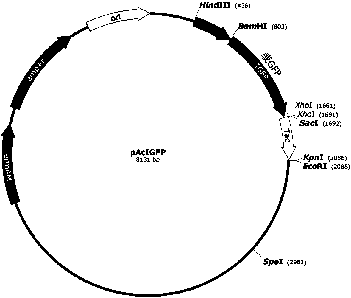 Method for improving fluorescence signal intensity of fluorescent protein