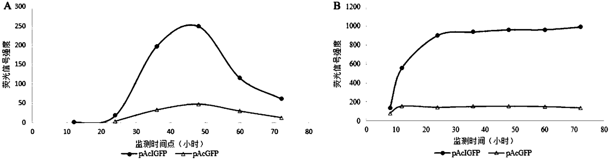 Method for improving fluorescence signal intensity of fluorescent protein