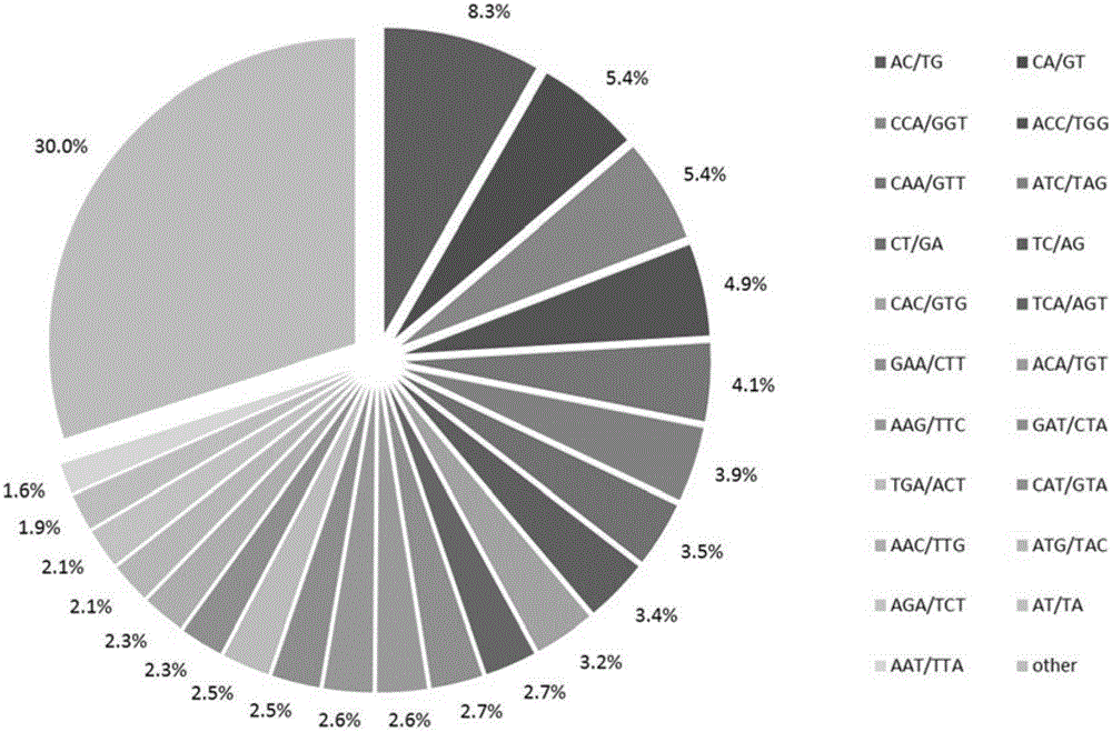 A method for developing ssr primers for Chrysanthemum plants based on transcriptome sequencing