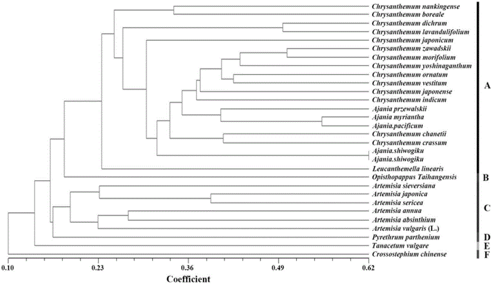 A method for developing ssr primers for Chrysanthemum plants based on transcriptome sequencing