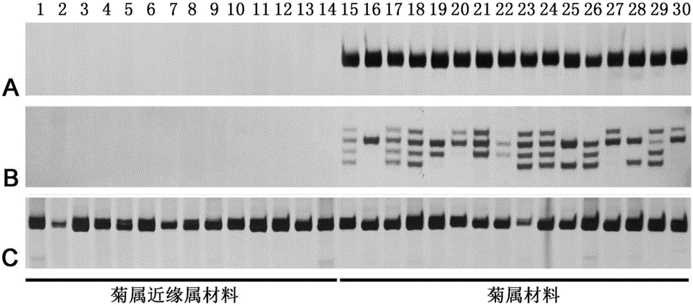 A method for developing ssr primers for Chrysanthemum plants based on transcriptome sequencing