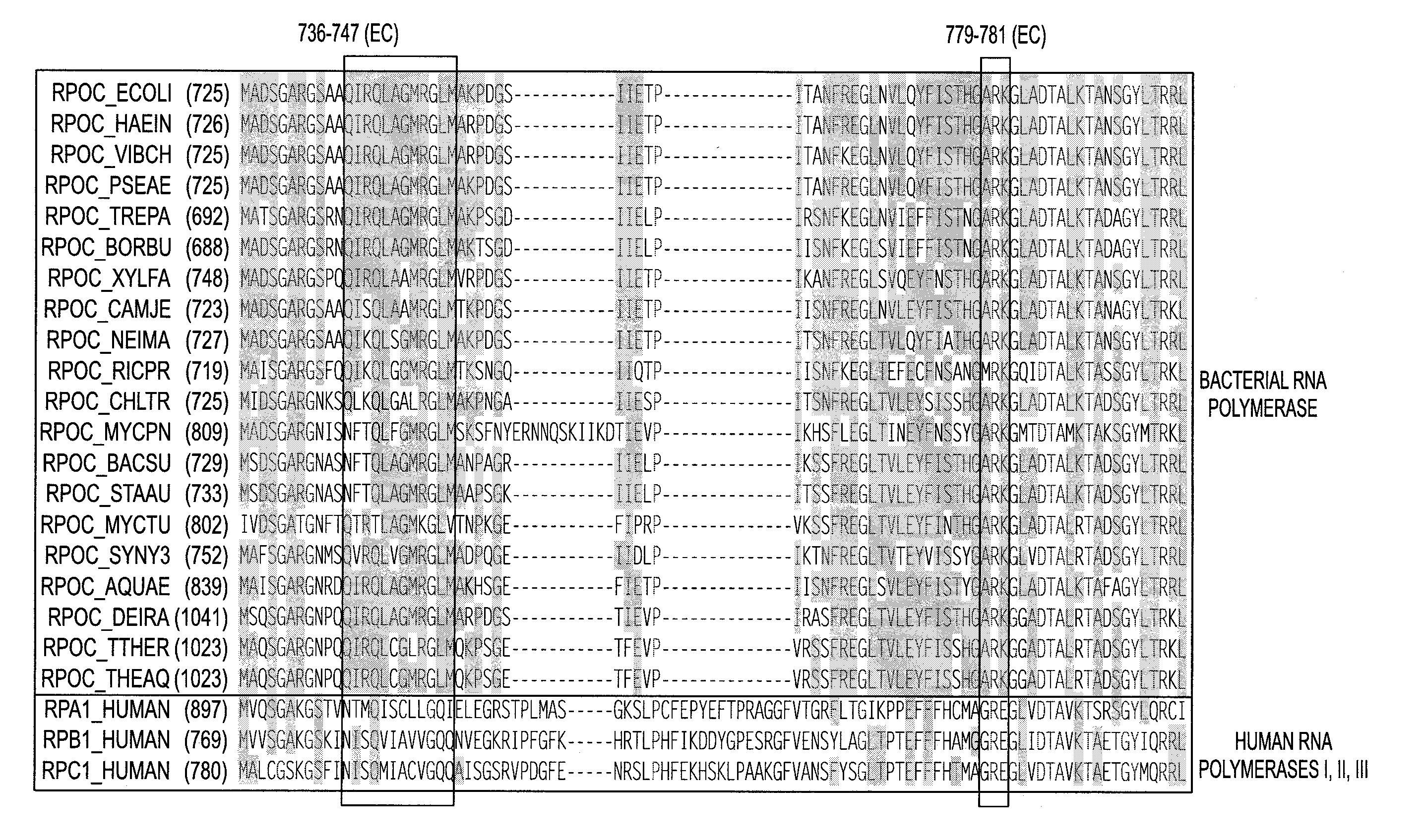 Non-mccj25-related lariat-peptide inhibitors of bacterial RNA polymerase