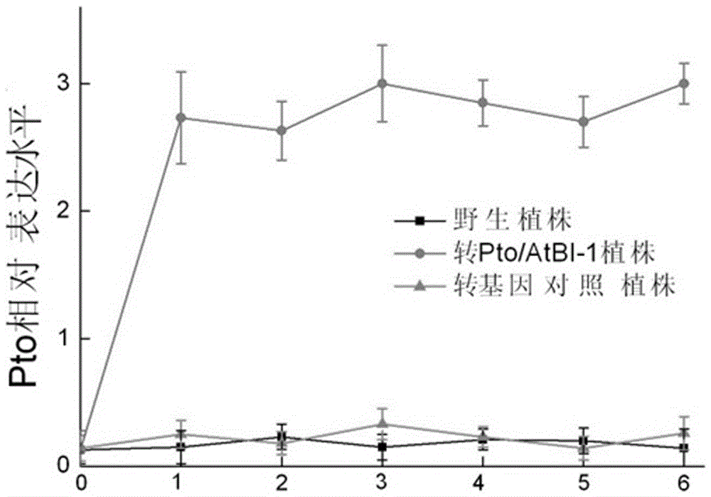 Application and method of using pto/atbi-i bivalent gene in promoting growth of Taxus chinensis and increasing paclitaxel content