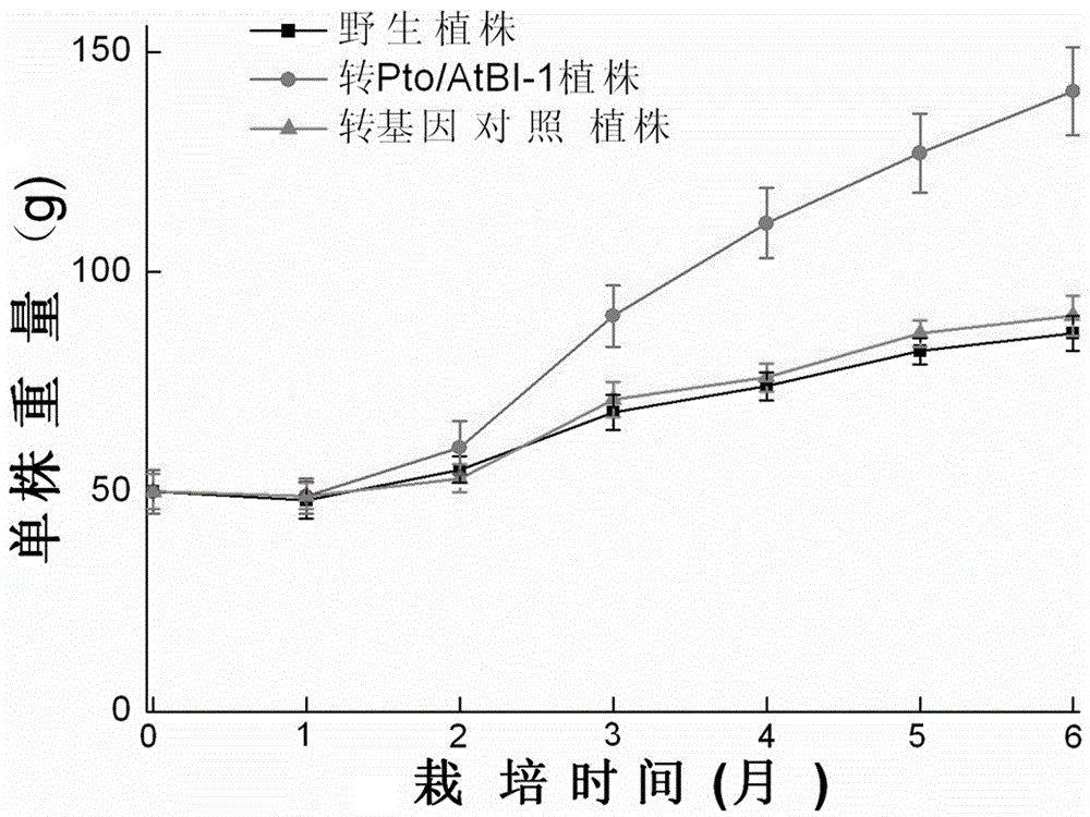 Application and method of using pto/atbi-i bivalent gene in promoting growth of Taxus chinensis and increasing paclitaxel content