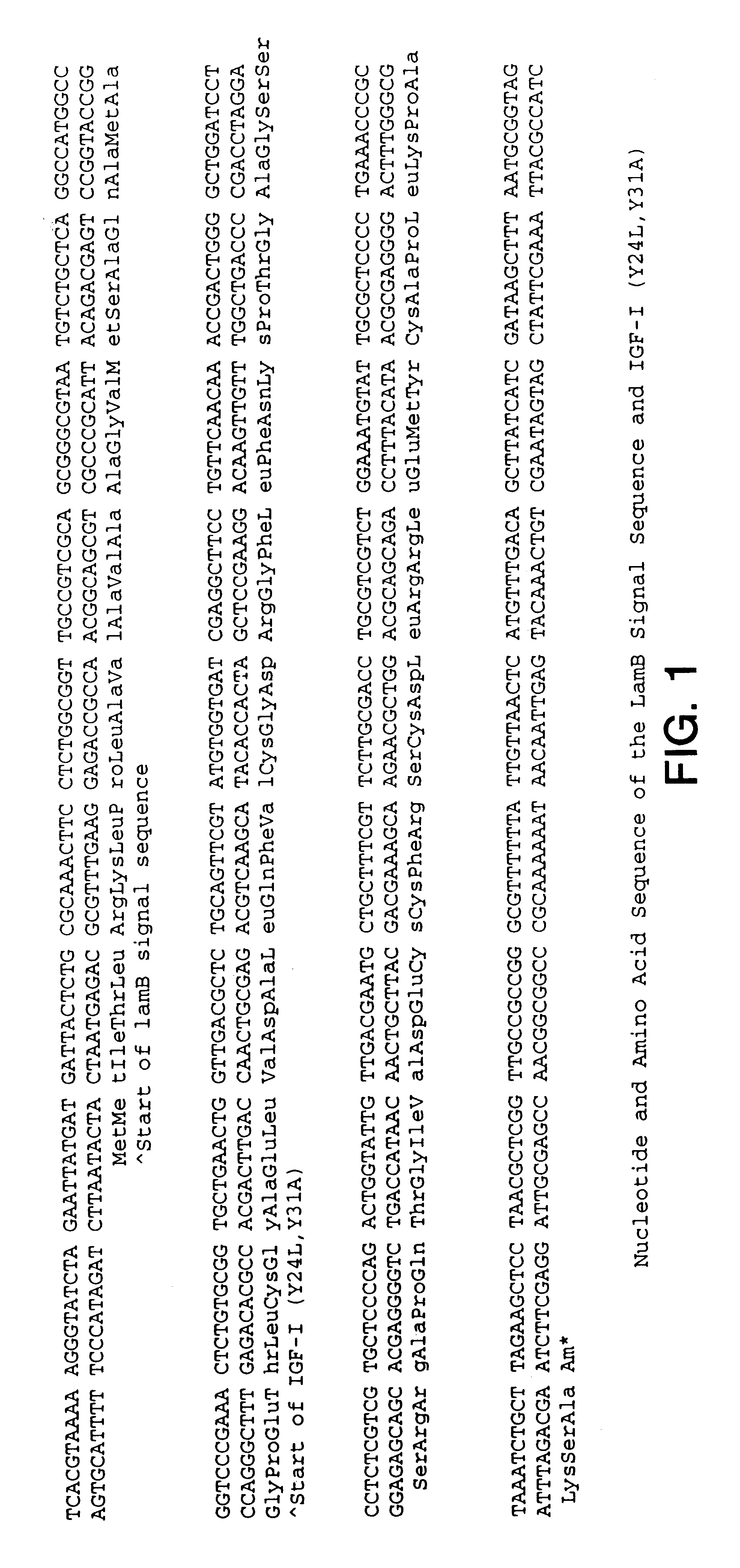 Insulin-like growth factor agonist molecules