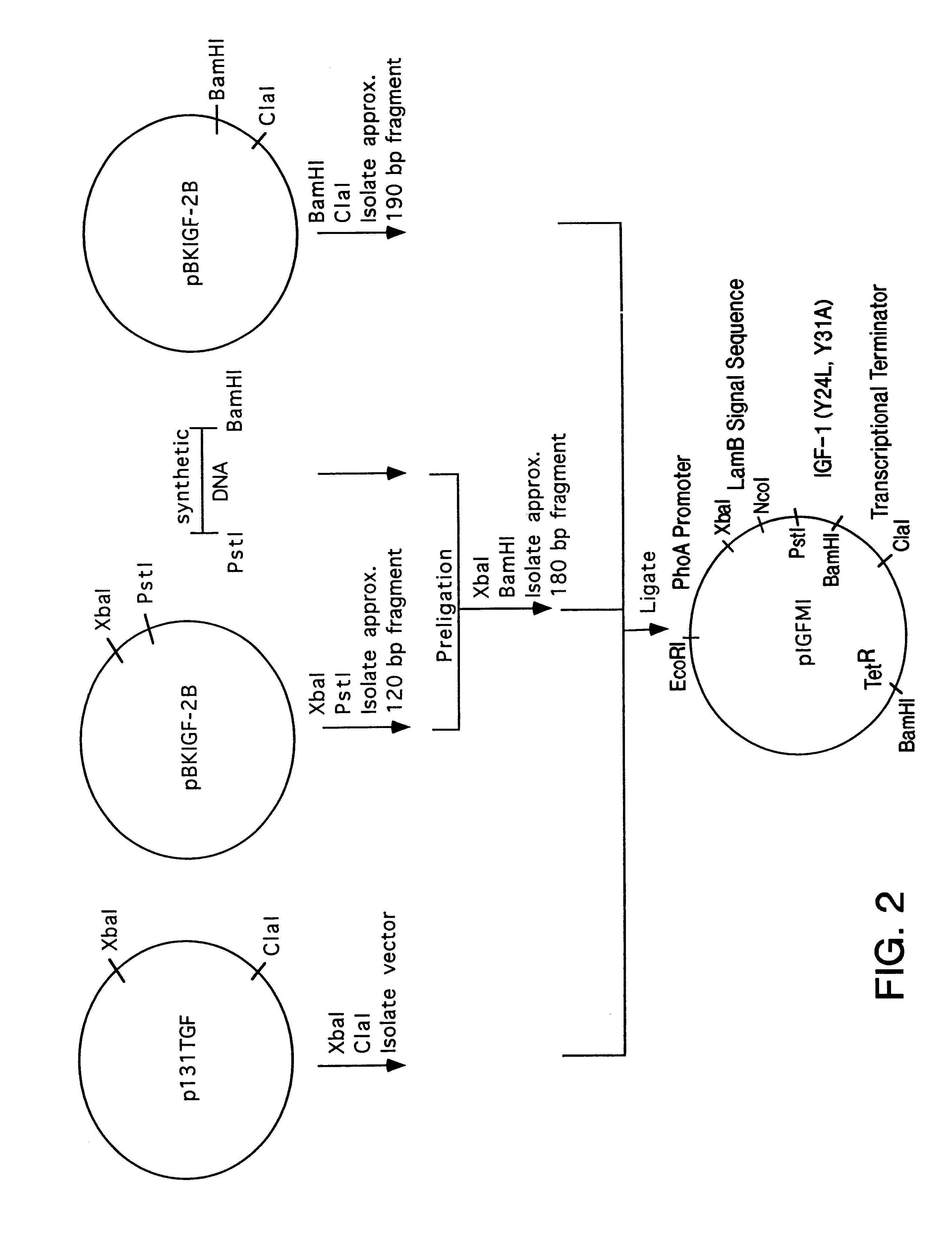 Insulin-like growth factor agonist molecules