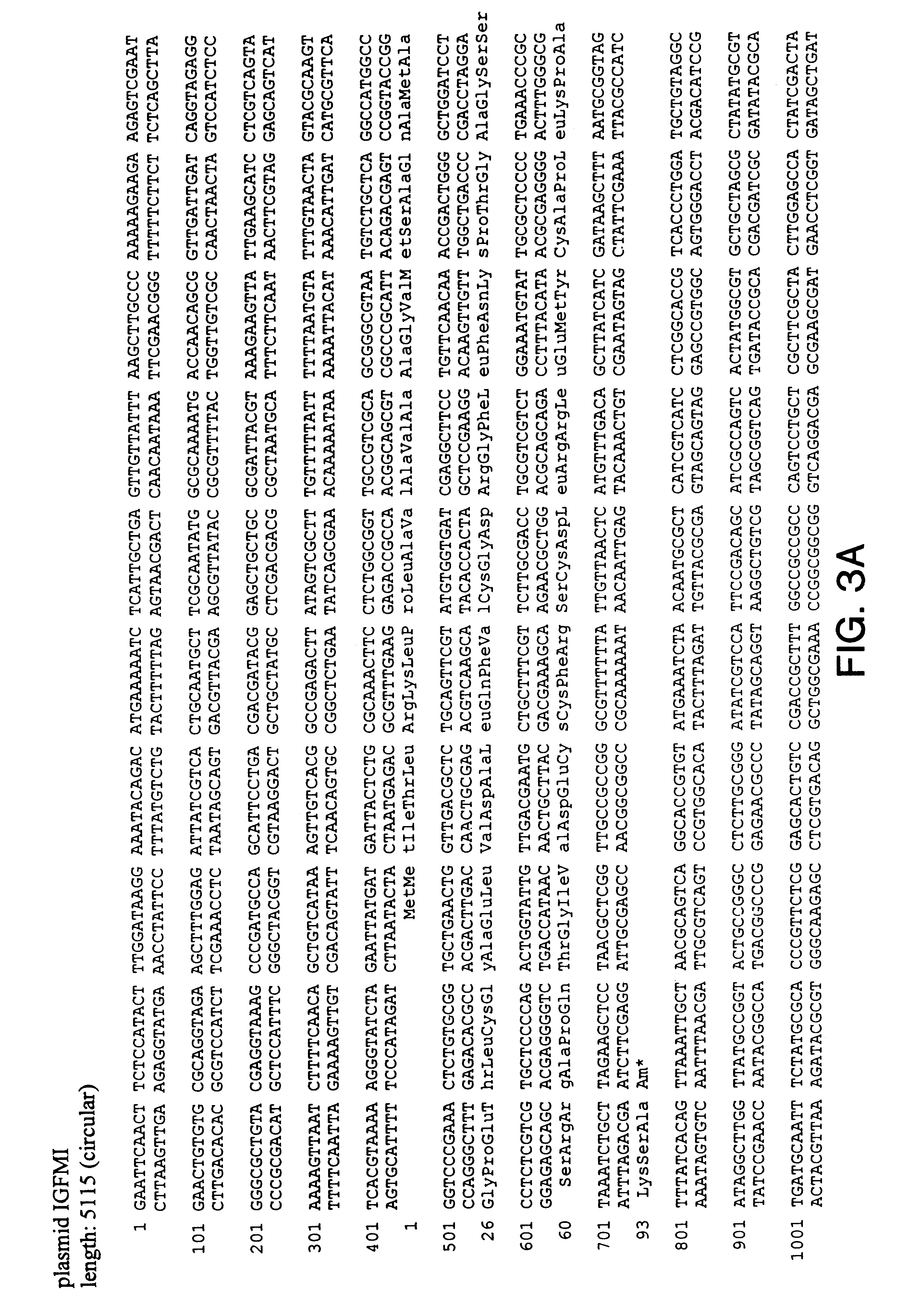 Insulin-like growth factor agonist molecules