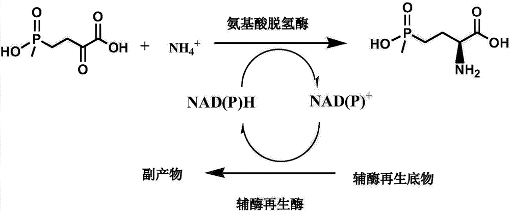 Method for preparing L-glufosinate-ammonium by use of amino acid dehydrogenase