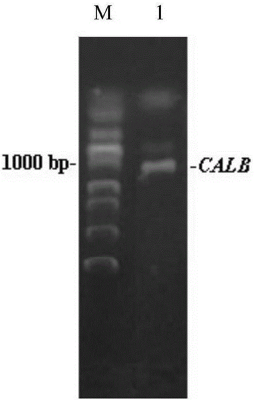 Lipase CALB mutant and preparation method and application thereof