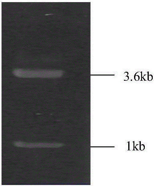 Lipase CALB mutant and preparation method and application thereof