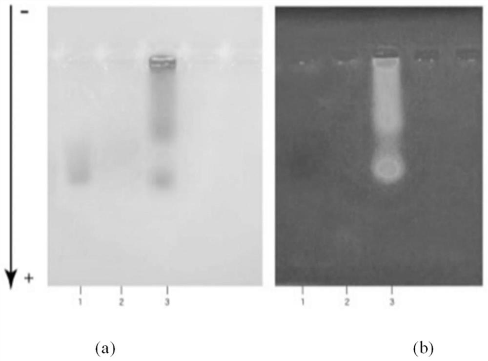 Carboxyfluorescein modified kidney clearance type silver nanoparticles, and preparation method and application thereof