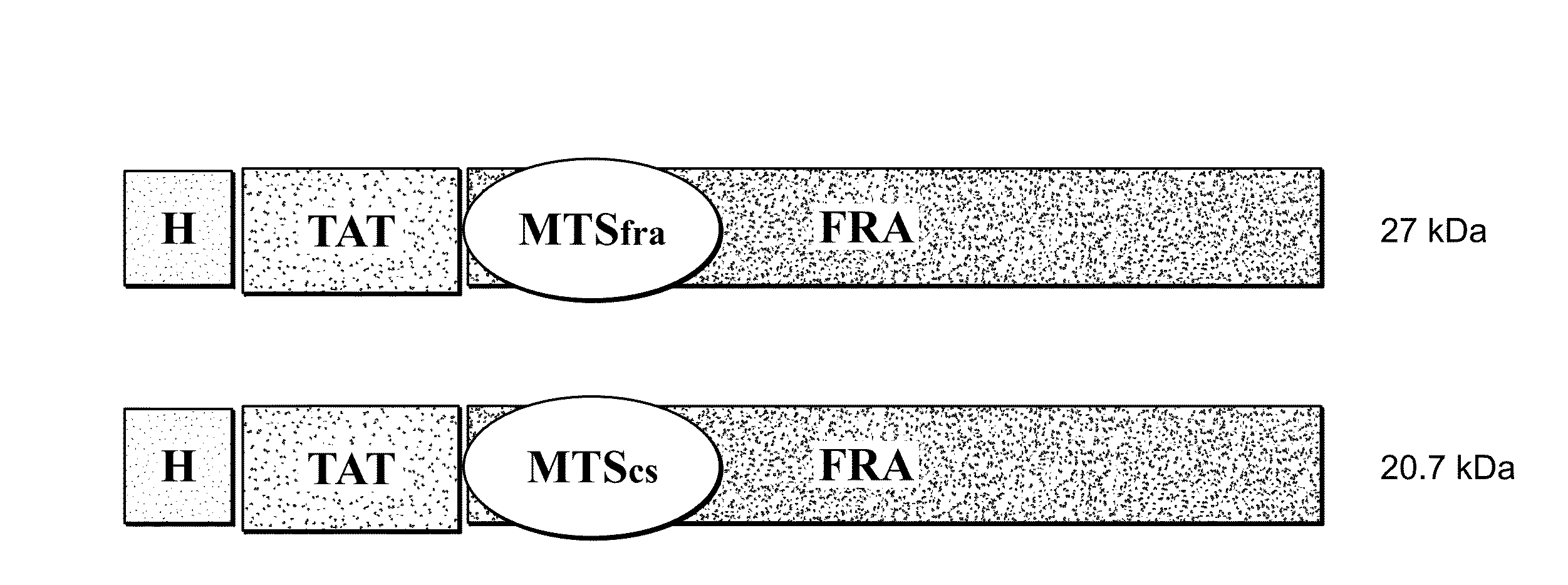 Mitochondrial Proteins Constructs and Uses Thereof