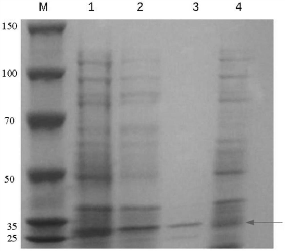 Purification method of fluorescent protein