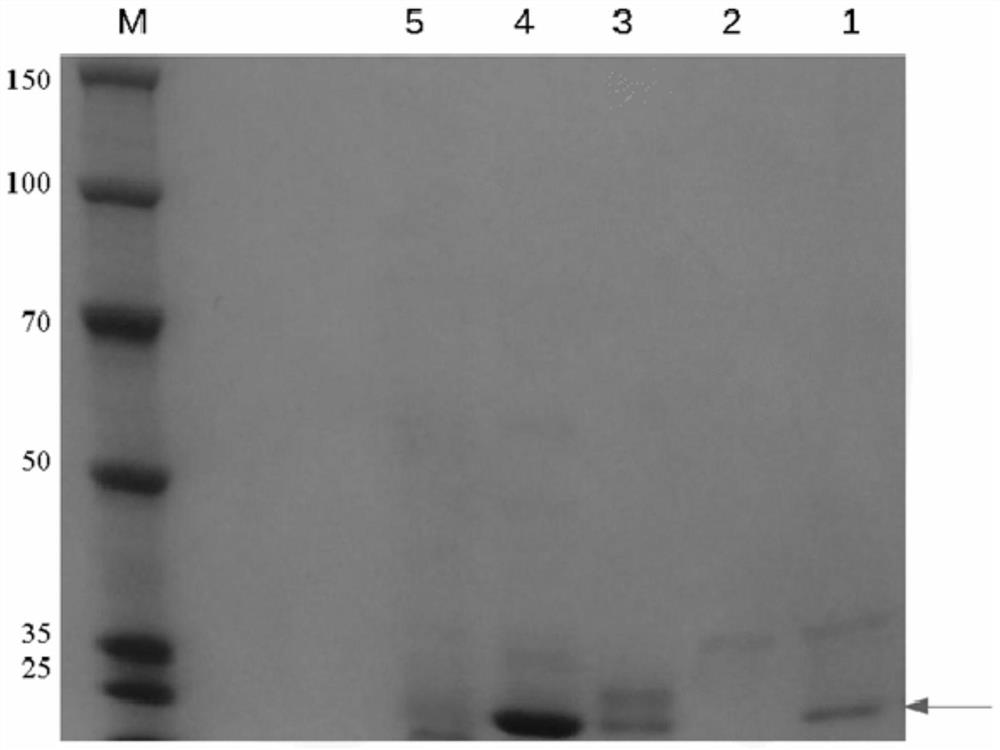 Purification method of fluorescent protein