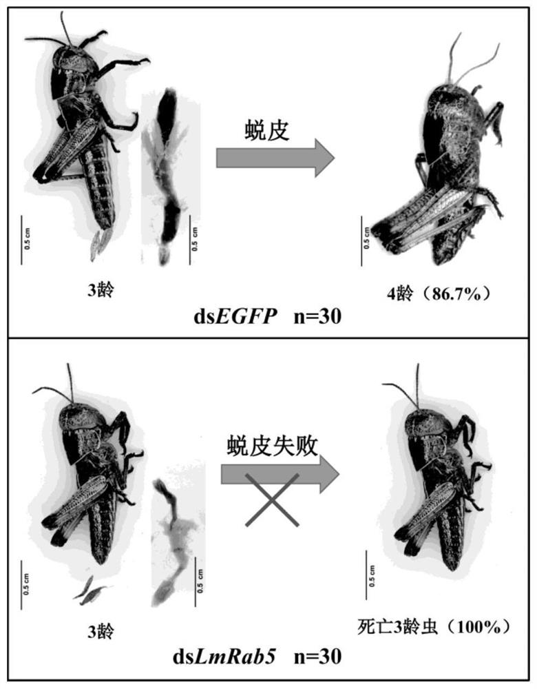 Application of rab5 gene and its dsRNA in migratory locust control