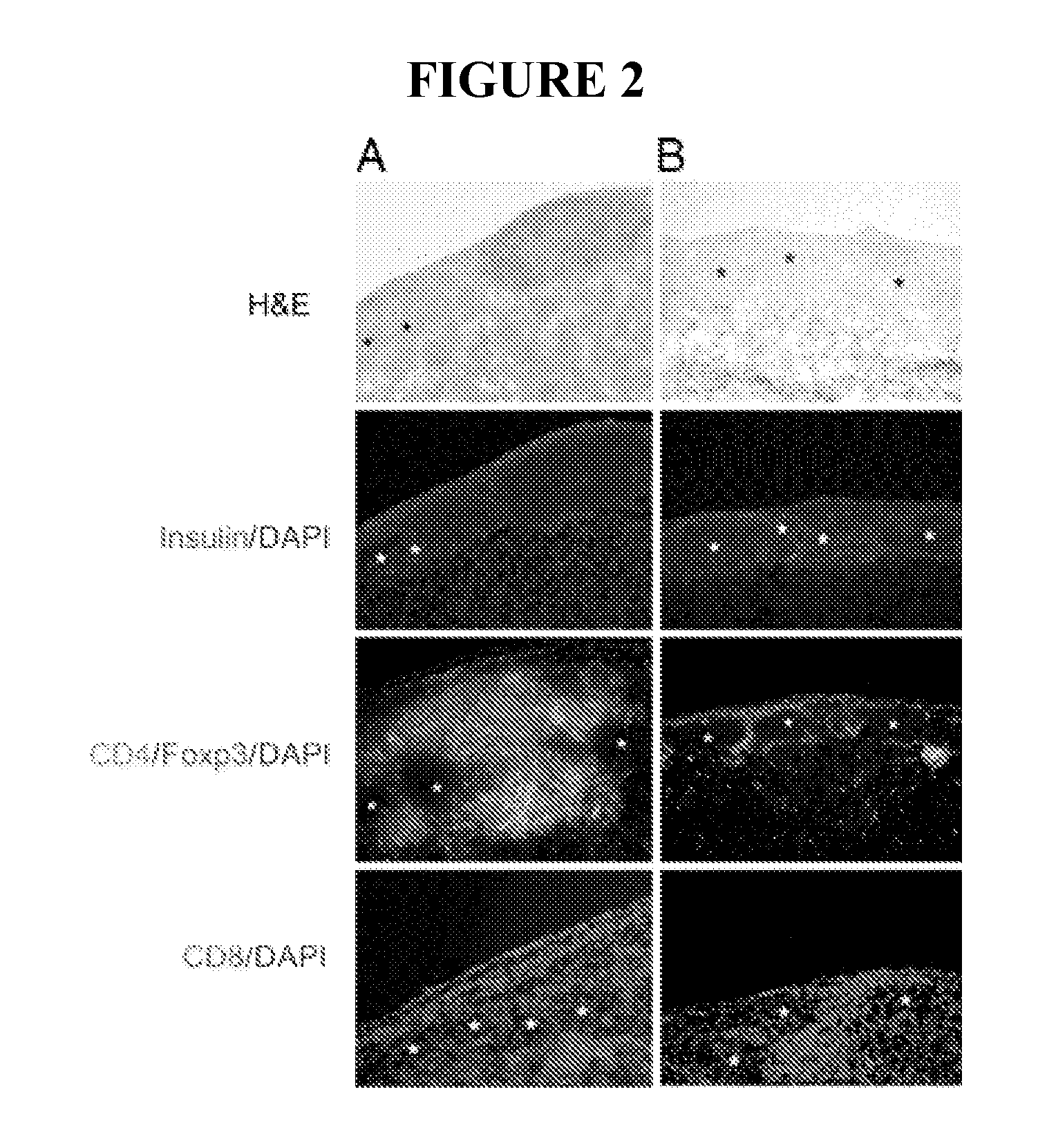 Use of ecdi-fixed cell tolerance as a method for preventing allograft rejection