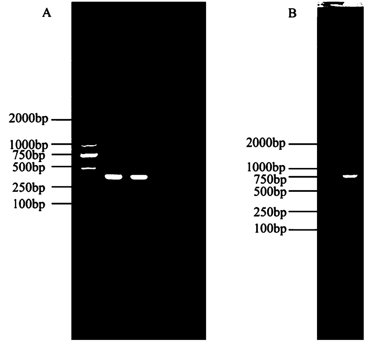 Single-chain antibody used for detecting canine parvovirus (CPV)