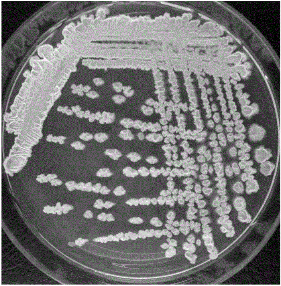 Bacillus amyloliquefaciens and application thereof to degradation of carbamate pesticides