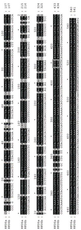 Rhodosporidium toruloides promoter and application thereof