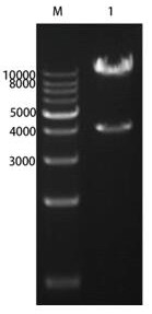 Rhodosporidium toruloides promoter and application thereof