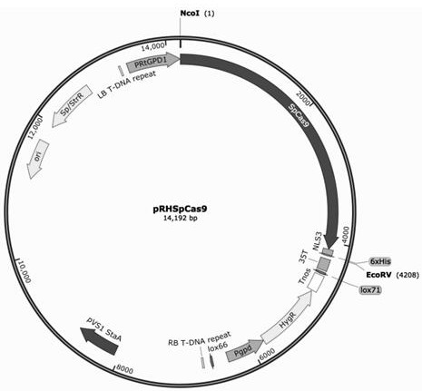 Rhodosporidium toruloides promoter and application thereof