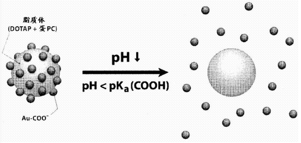 Triggered cargo release from nanoparticle stabilized liposomes