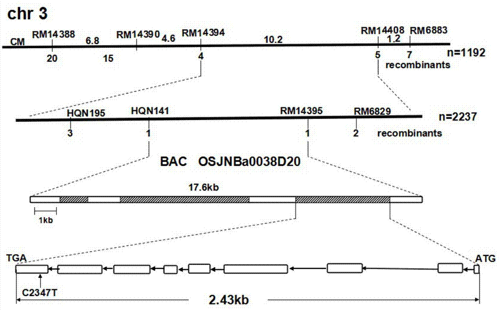 Rice ageing control gene OsCDC48E and coded protein thereof