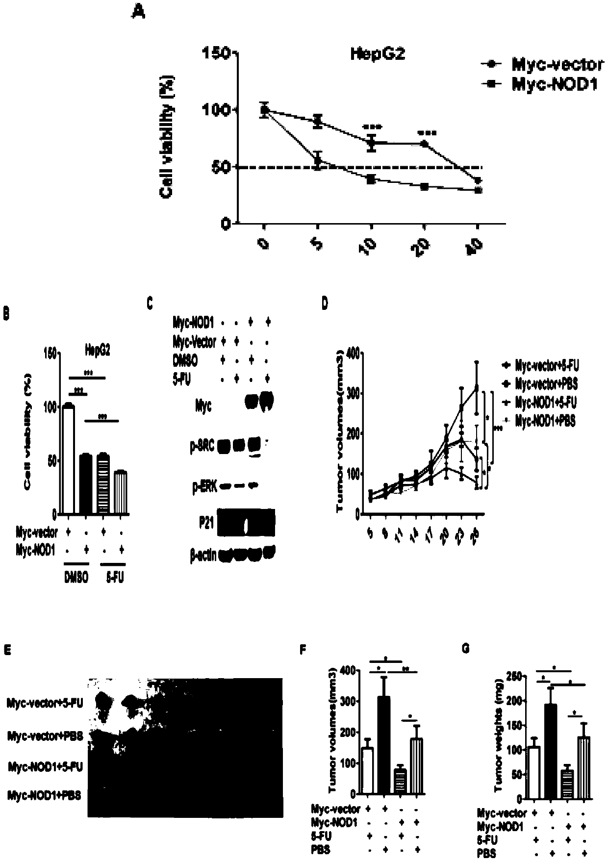 Application of nod1/2 in the preparation of drugs for improving the sensitivity of tumor cells to chemotherapeutic drugs