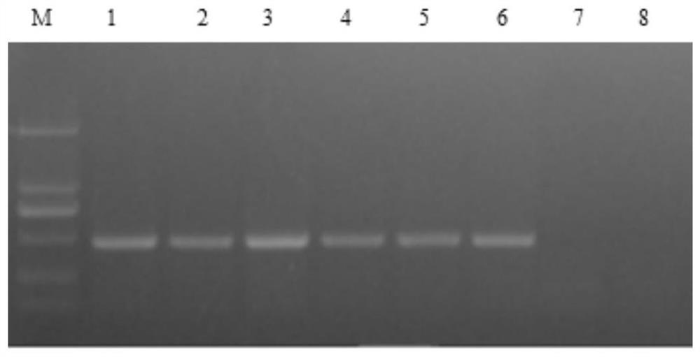 Specific primer group for fox retrovirus detection and application of PCR detection kit