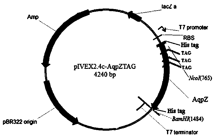 A method for integrating unnatural amino acid pppa into Escherichia coli aqpz