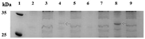 A method for integrating unnatural amino acid pppa into Escherichia coli aqpz