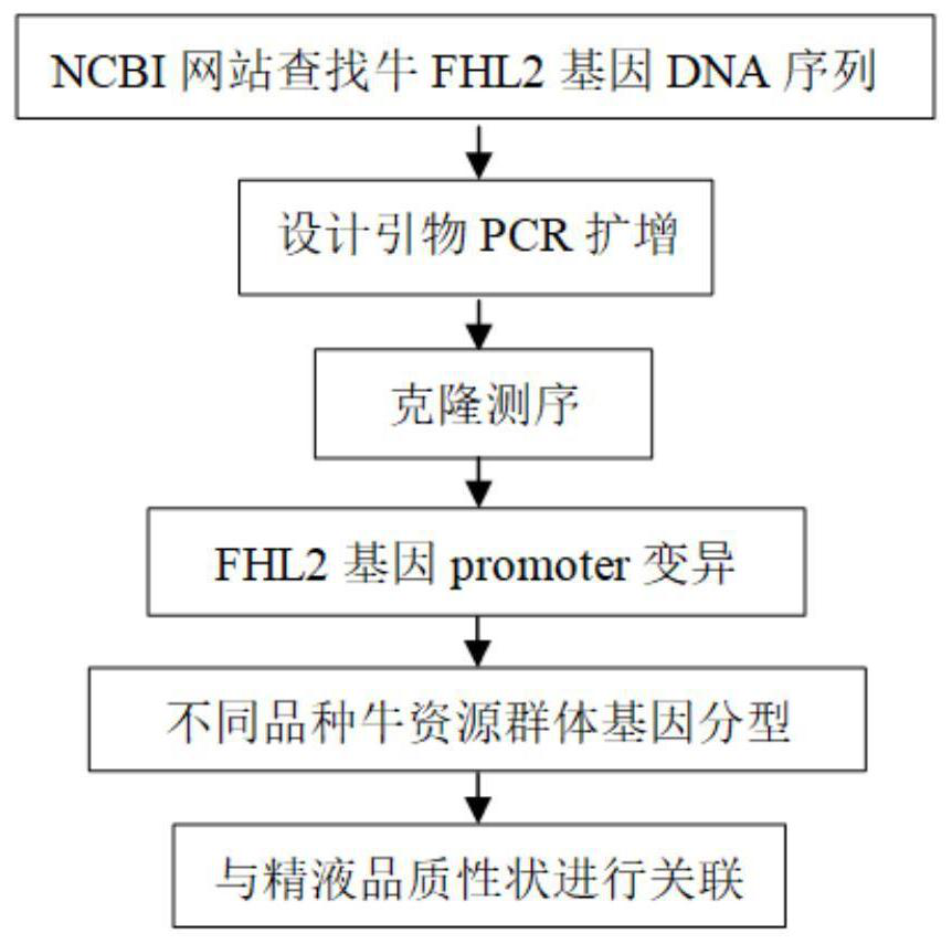 A kind of genetic marker and its application for evaluating bovine semen quality