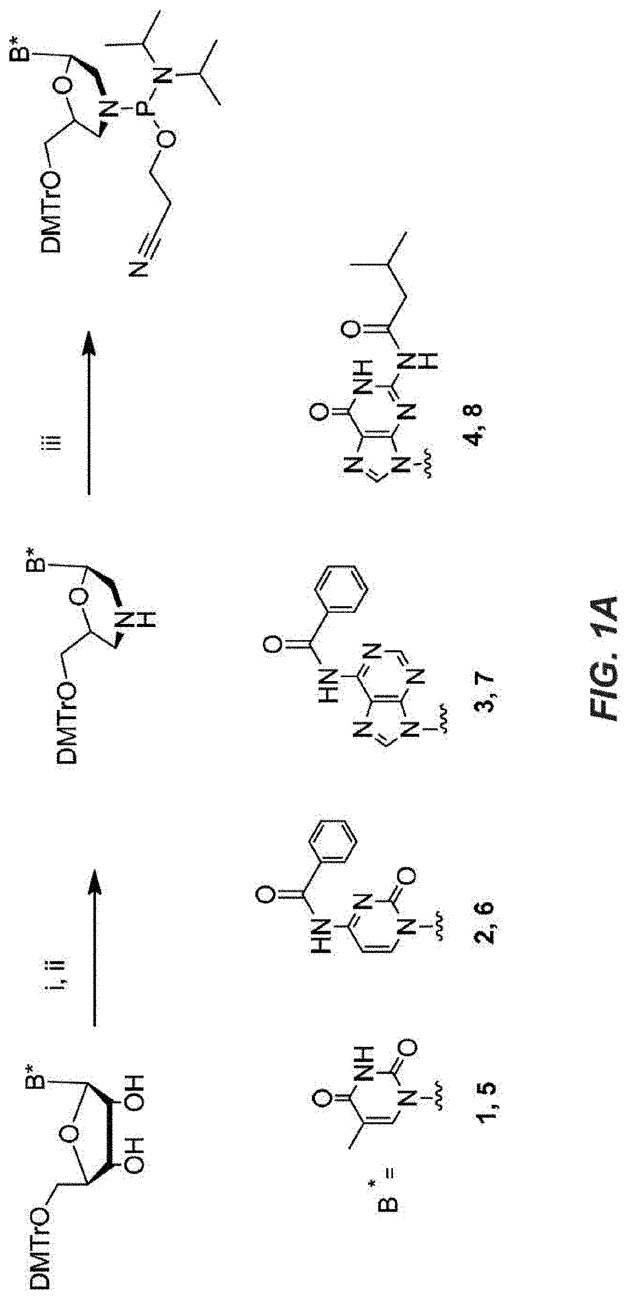 Thiomorpholino Oligonucleotides For The Treatment of Muscular Dystrophy