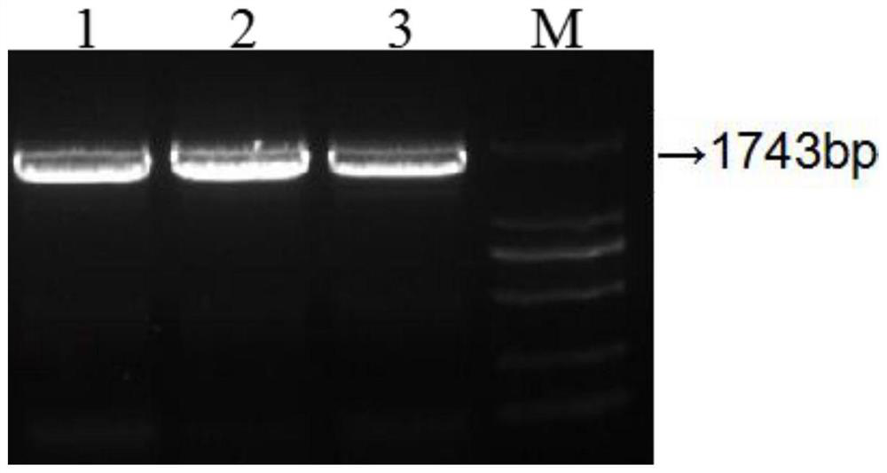 Strawberry vitamin C synthesis related gene FaGalLDH and application