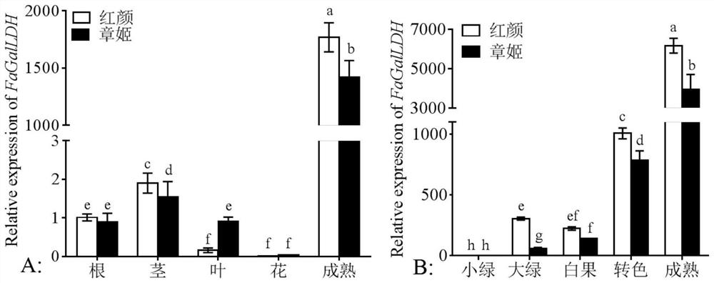 Strawberry vitamin C synthesis related gene FaGalLDH and application