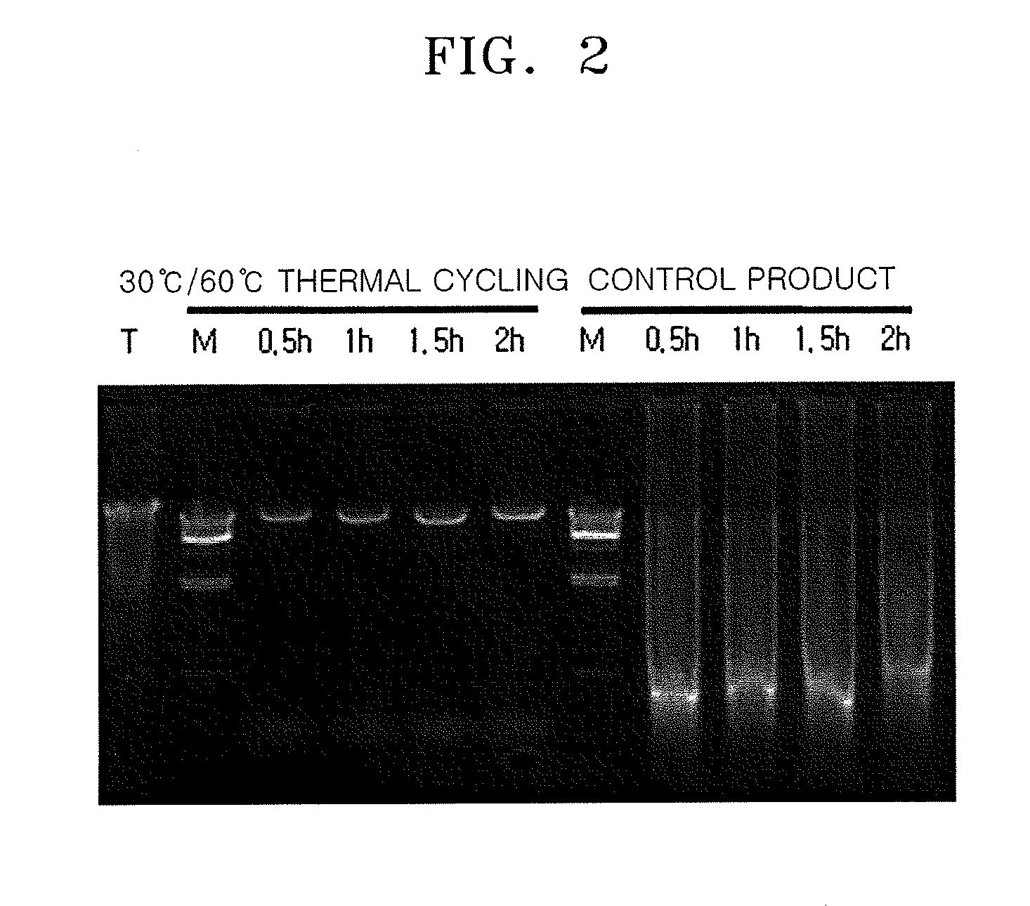 Method of Amplifying Target Nucleic Acid Sequence By Multiple Displacement Amplification Including Thermal Cycling
