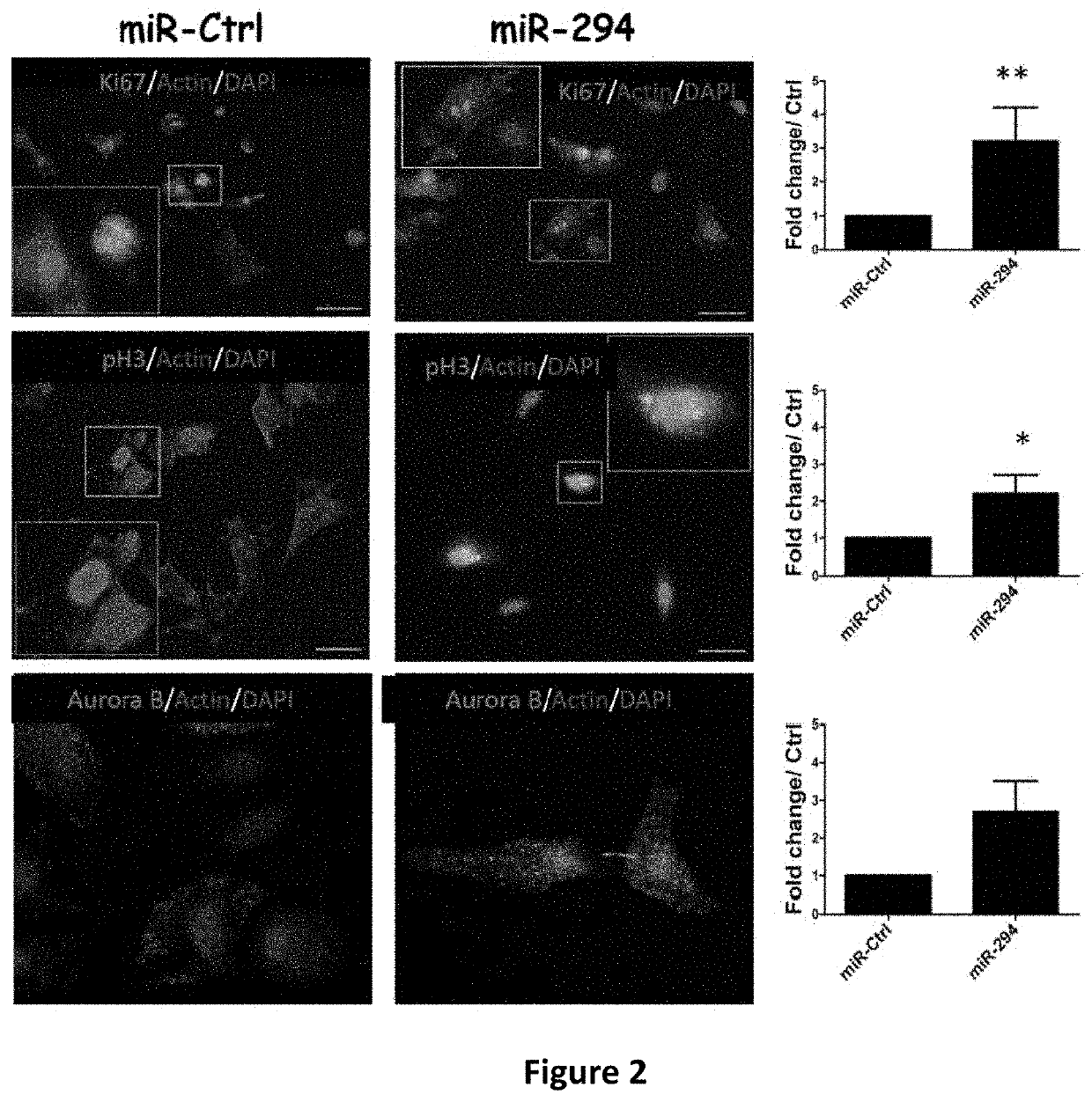 Microrna-294 and lin28a as a driver of cardiac tissue proliferation in response to pathological injury