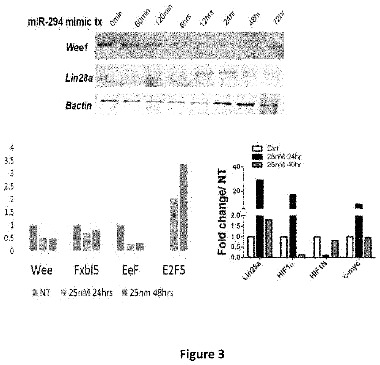 Microrna-294 and lin28a as a driver of cardiac tissue proliferation in response to pathological injury