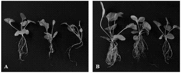 Method for promoting rooting of tissue-cultured transplant seedlings of Gerbera jamesonii