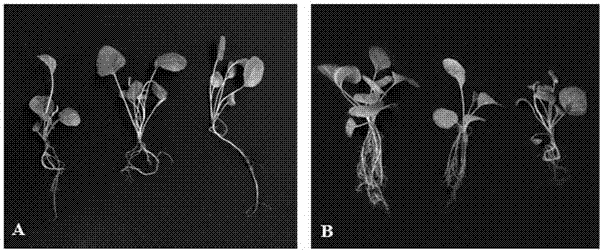 Method for promoting rooting of tissue-cultured transplant seedlings of Gerbera jamesonii