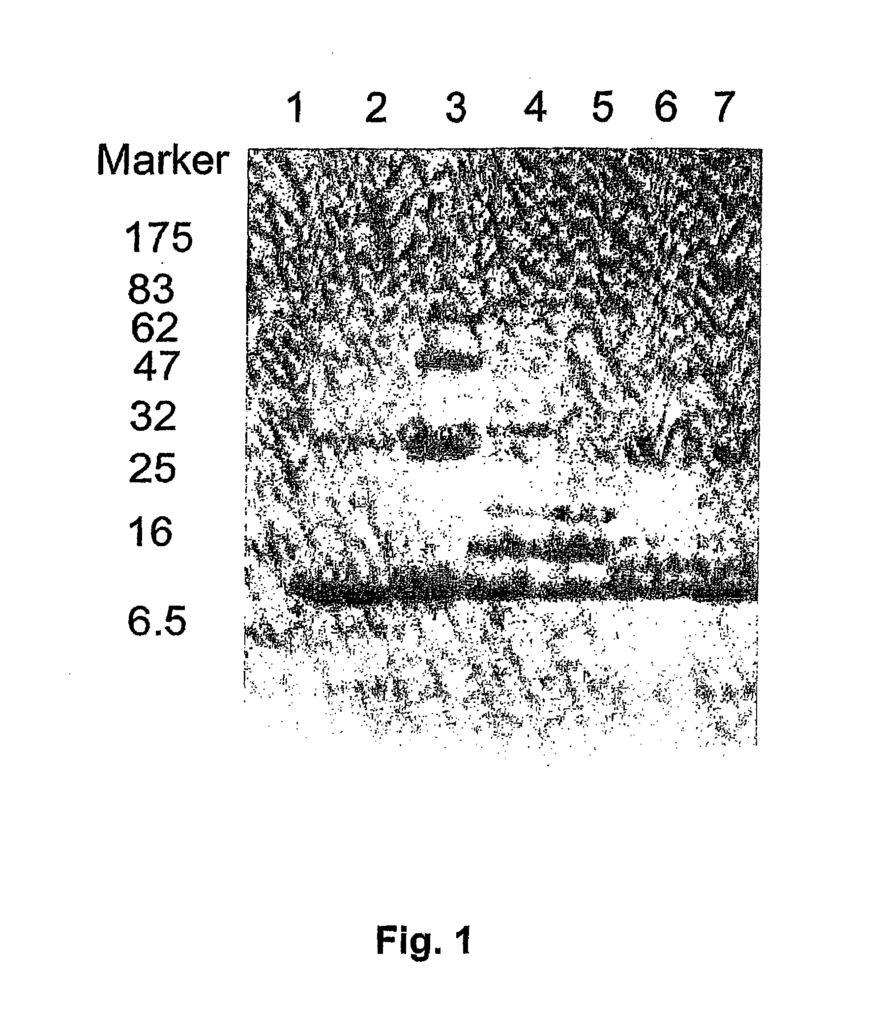 Packaging of Immunostimulatory Substances Into Virus-Like Particles: Method of Preparation and Use