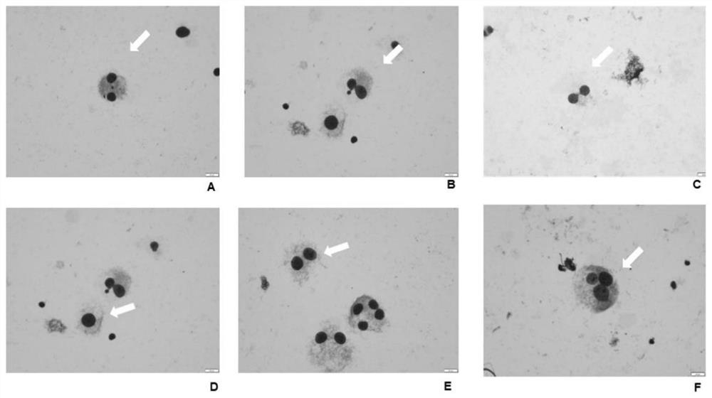 Method for detecting genetic toxicity by using 3D hepatocyte in-vitro micronucleus cells