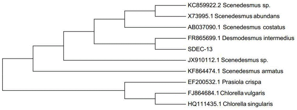 High-oil-yield scenedesmus SDEC-13 and culture method and application thereof