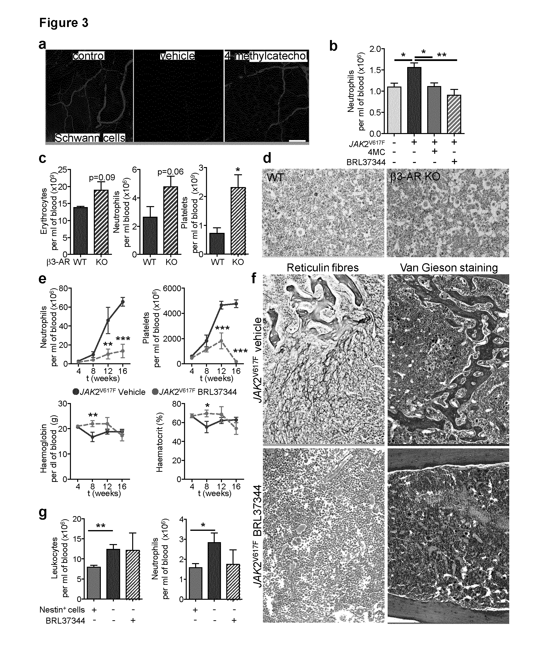 Compounds suitable for the treatment of myeloproliferative neoplasms as well as methods for the diagnosis/prognosis of myeloproliferative neoplasms