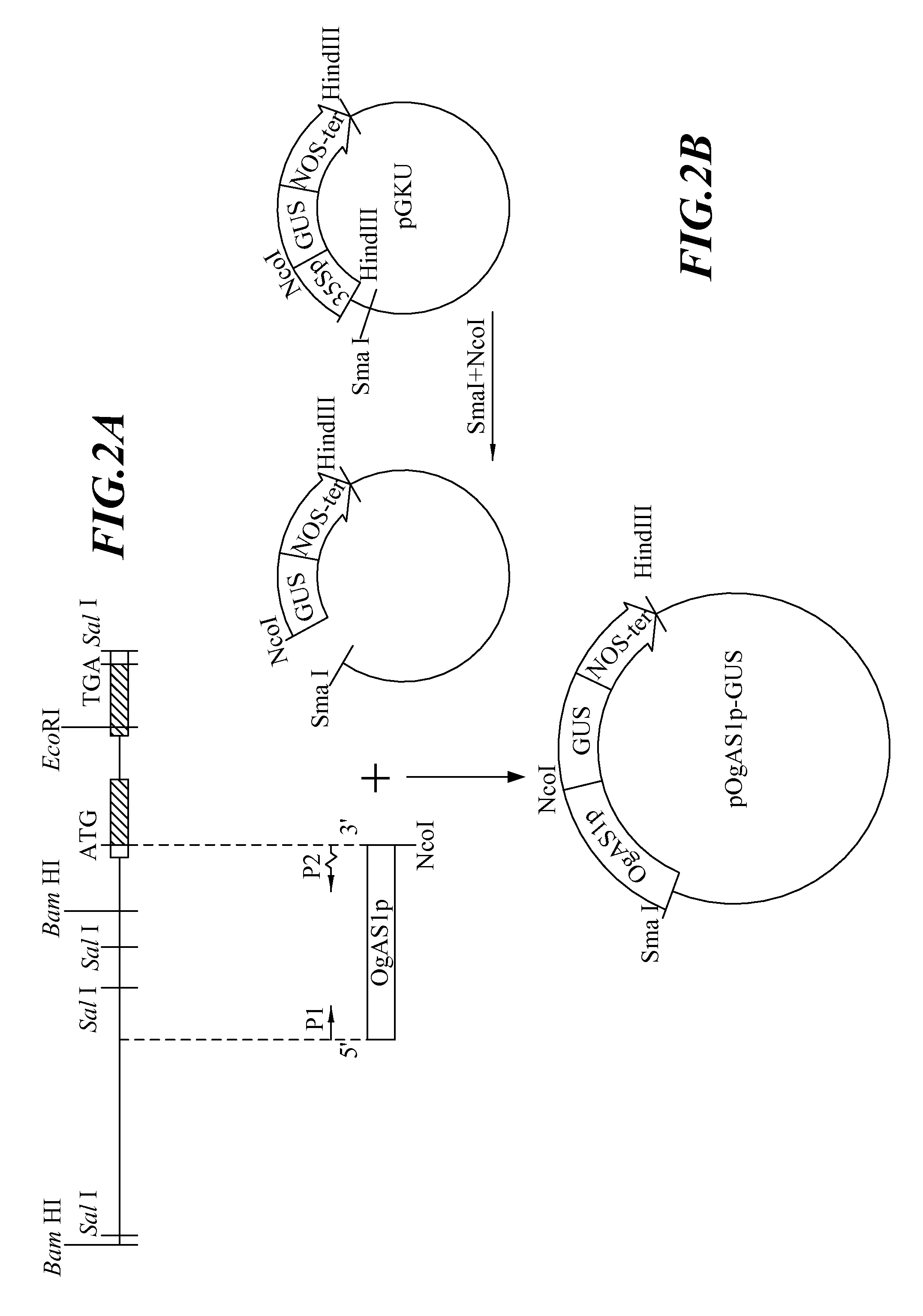 Anther-specific expression promoter in plant and application thereof